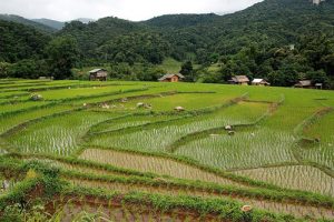 Countryside tour