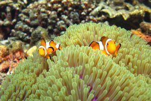 Surin Islands Snorkelling