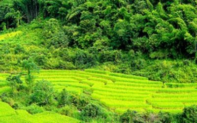 Trekking tour Elephant