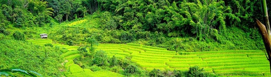 Trekking tour Elephant