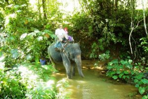 Trekking tour Elephant