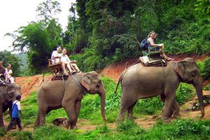 Trekking tour Elephant