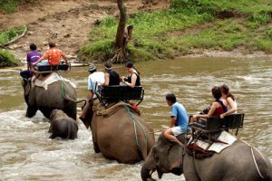 Trekking tour Elephant