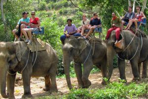 Trekking tour Elephant