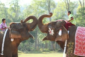 Elephant, Chiang Mai