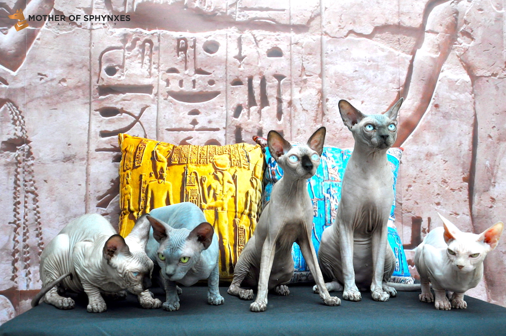 Sphynx cat tour